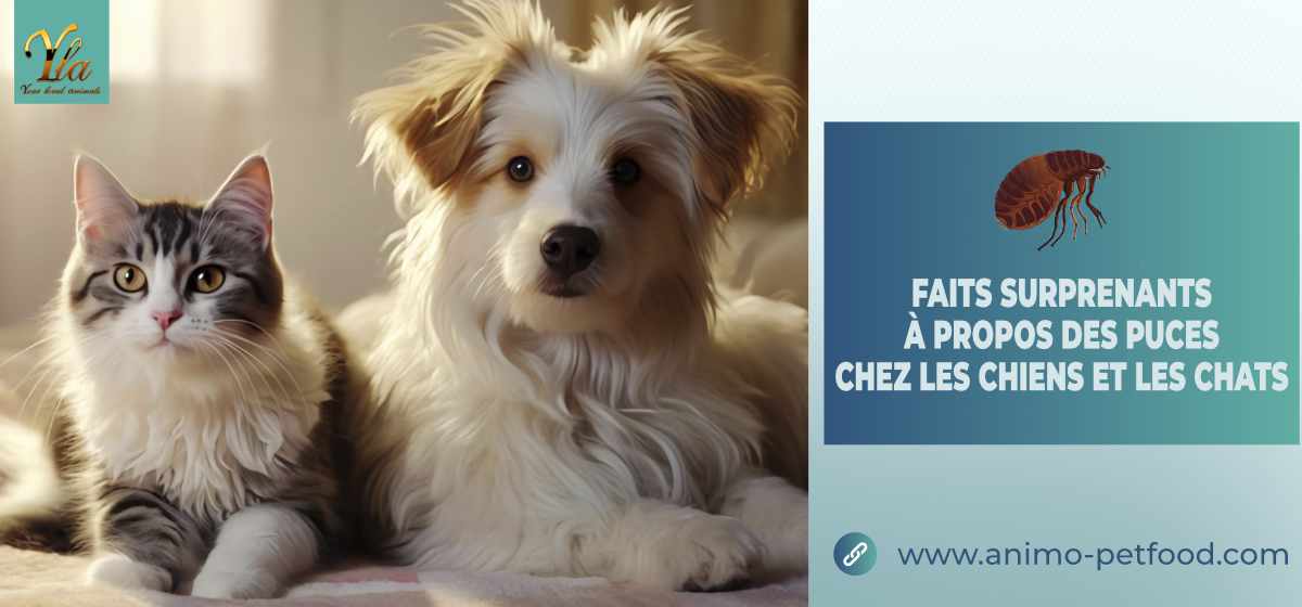 faits_surprenants_puces_chiens_chats